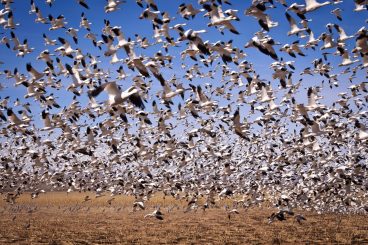 Craft cms add content with content migrations